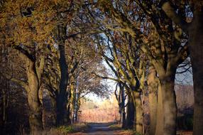 Trees Avenue