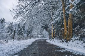 road in the frozen forest