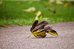 closeup picture of the black-yellow autumn leaf on the road