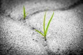 wonderful Grass Pavement Brick