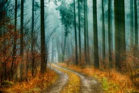 winding road in the autumn forest