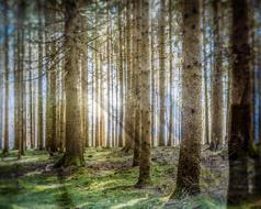 sun rays in forest