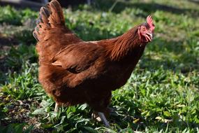 red domestic chicken