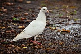 incredible White Dove Bird