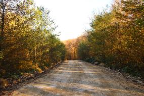 enchanting Forest Road