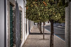 avenue of orange trees on a city street