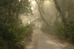 forest trail in dense fog