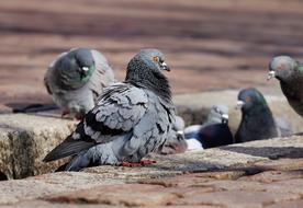 city pigeons on the street