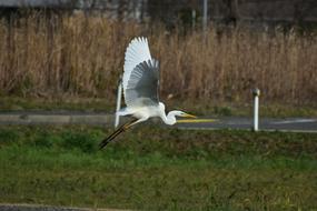 heron takes off over the road