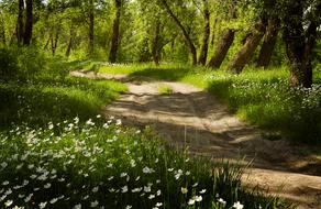 white Flowers at path among the trees in Summer Forest