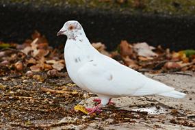 White Dove Bird