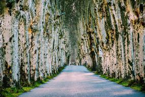 tree lined road