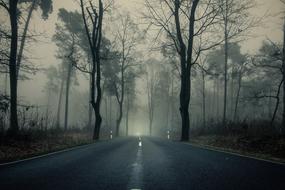 Forest Tree Road fog
