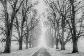 Snow Trees road