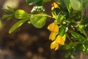 Spring Flowers yellow