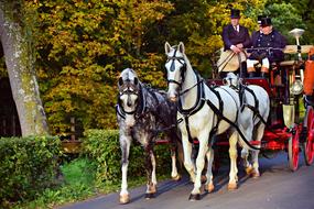 Carriage driver with horses