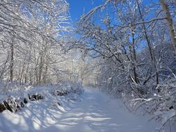 cleared snowy road in the forest