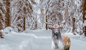 Beautiful and colorful, cute, spotted deer, among the beautiful snowy forest in winter