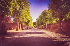 Avenue Road and Trees