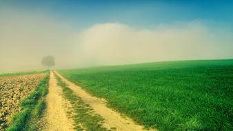 sandy road along the green meadow