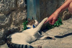 wonderful Cat Paw