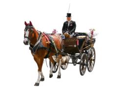 wedding horse-drawn carriage