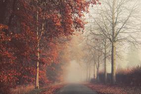 country road along the autumn forest on a background of fog
