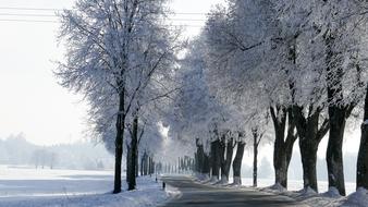 alley beneath trees at Snowy Winter, germany, bavaria