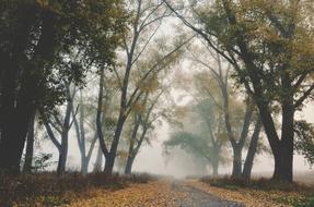 Fog Autumn forest