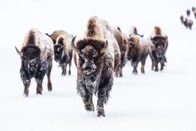 Buffalo Group