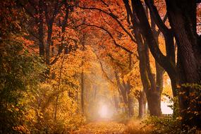 Tree at Autumn Nature