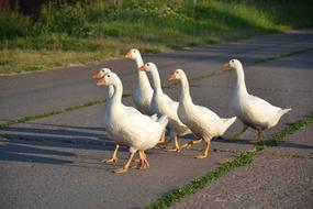 Geese Bird Nature