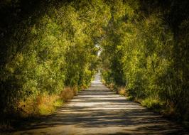 Trees Tunnel