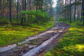 green Forest Road with the water