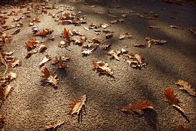 brown oak leaves on a walkway in a park