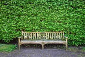 Wooden Bench and geen bush