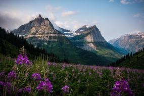 purple flowers on a background of mountains in Glacier National Park in Montana