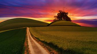 enchanting Tree Hill