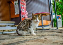 curious cat outdoor