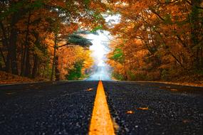 road beneath trees at Autumn