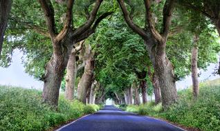 Beautiful landscape of the road, among the green plants on RÃ¼gen in Germany