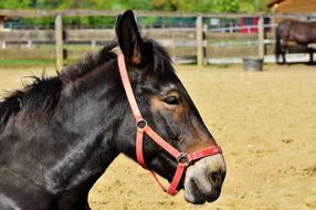 Profile portrait of the cute, colorful and beautiful mule, on the sand, near the fence