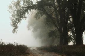 magic Fog Trees