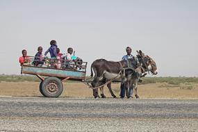 Donkey Cart