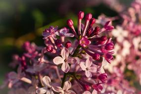 Lilac, Pink Flowers close up
