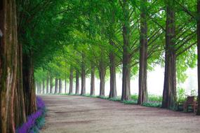 nice Wood Nature