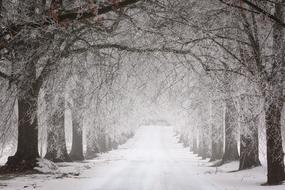 snowy road with trees