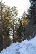 road near the fir trees in the mountains