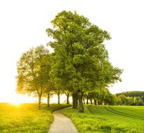 green Trees along path at Sunset