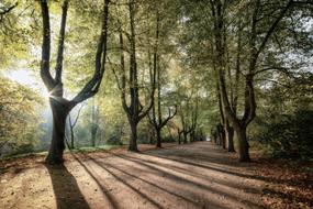 Autumn Sunrise light at forest